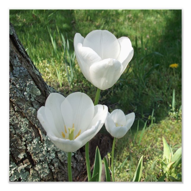 Foto Trío de flor de tulipanes blancos (Frente)