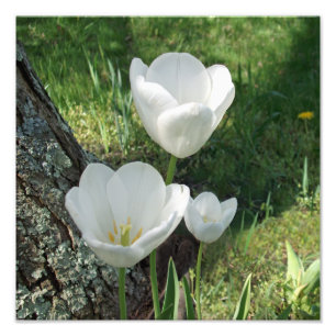 Foto Trío de flor de tulipanos blancos