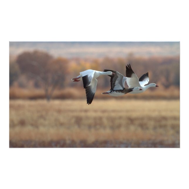 Foto Trío De Geese (Frente)