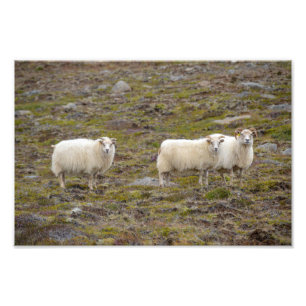 Foto Trío de ovejas, Islandia