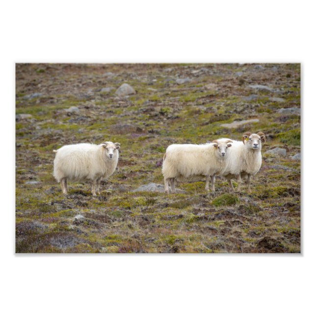 Foto Trío de ovejas, Islandia (Frente)