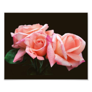 Foto Trío de Peach Rosebud 8x10