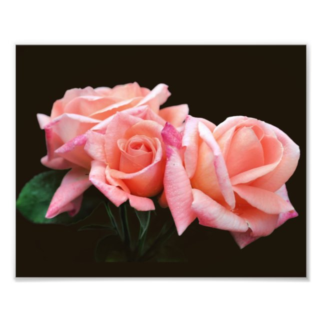 Foto Trío de Peach Rosebud 8x10 (Frente)
