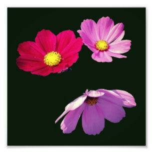 Foto Trío flotante de flores Cosmos Daisy 8x8