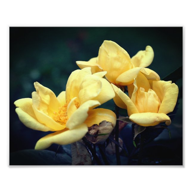Foto Trío rosa amarillo 8x10 (Frente)