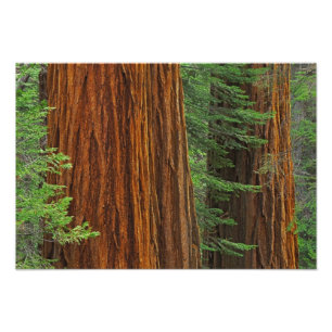 Foto troncos de secuoya gigante en el bosque, Yosemite