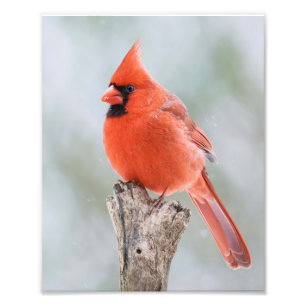 Foto Trozo de árbol de nieve del cardenal rojo masculin