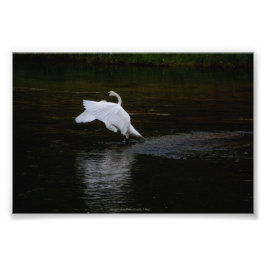 Foto Trumpeter Swan