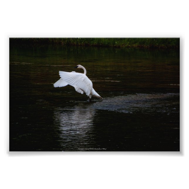 Foto Trumpeter Swan (Frente)