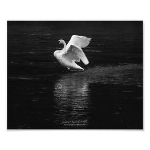 Foto Trumpeter Swan b/w