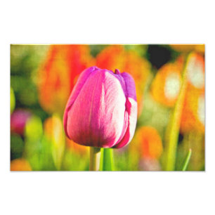 Foto Tulip Collage