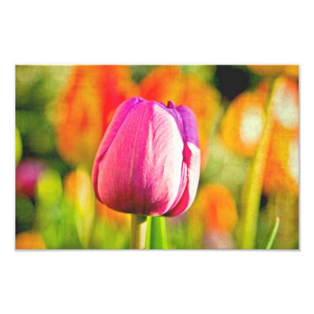 Foto Tulip Collage (Frente)