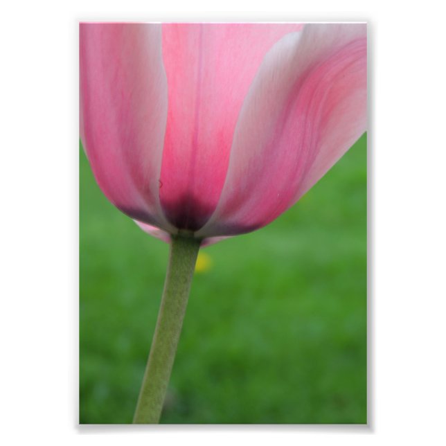 Foto Tulip de primavera (Frente)
