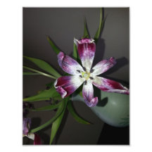 Tulip Flower