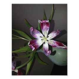 Foto Tulip Flower