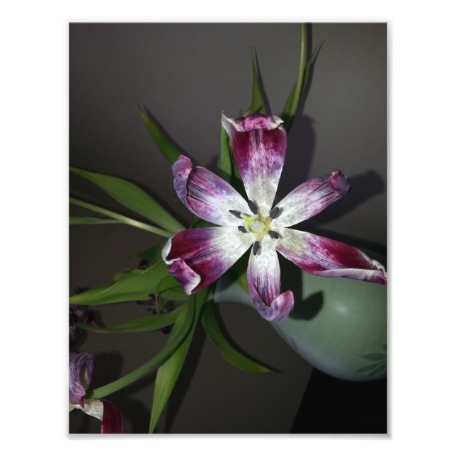 Foto Tulip Flower (Frente)