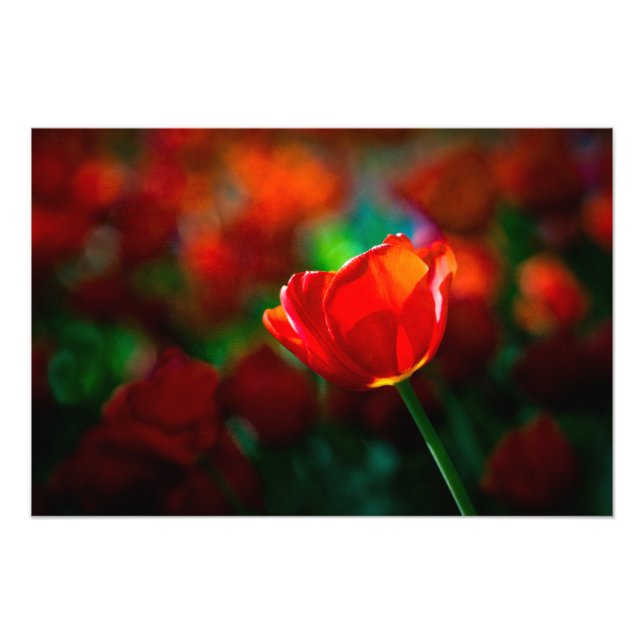 Foto Tulip rojo (Frente)