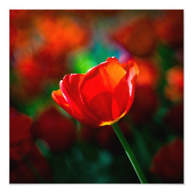 Foto Tulip rojo (Frente)