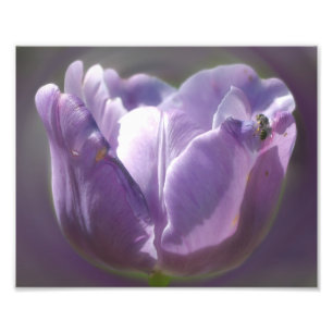 Foto Tulipán de lavanda con abeja pequeña 8x10