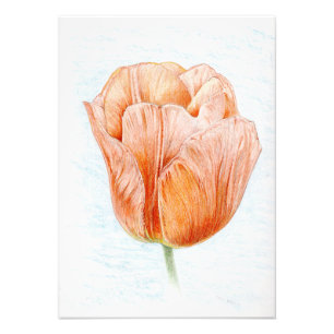 Foto Tulipán en melocotón