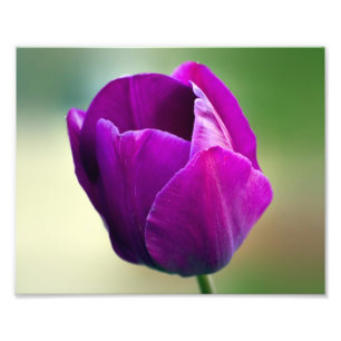 Foto Tulipán púrpura