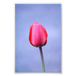 Foto Tulipán Rosa Elegante Con Fondo De Color De Lavand