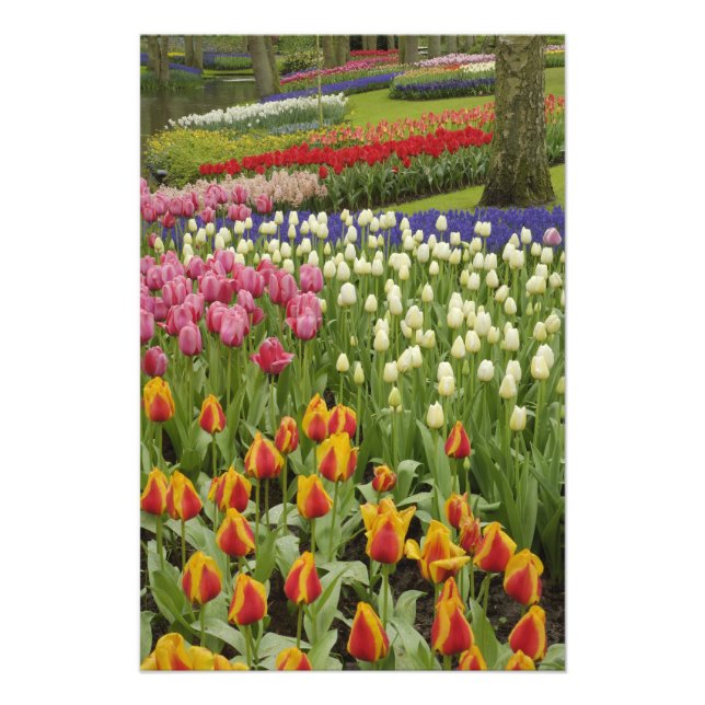 Foto Tulipán y jardín de jacinto, jardines Keukenhof, (Frente)