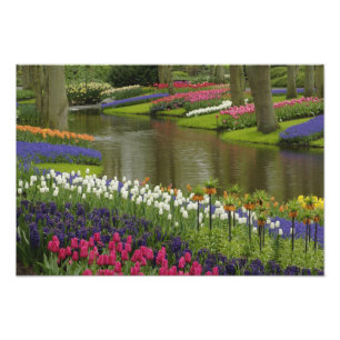 Foto Tulipán y jardín de jacinto, jardines Keukenhof,