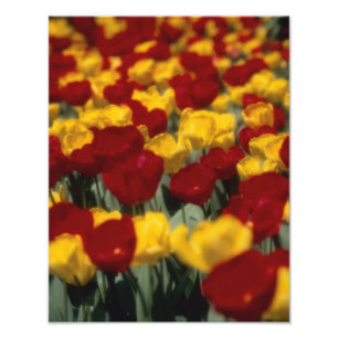 Foto Tulipanes 2