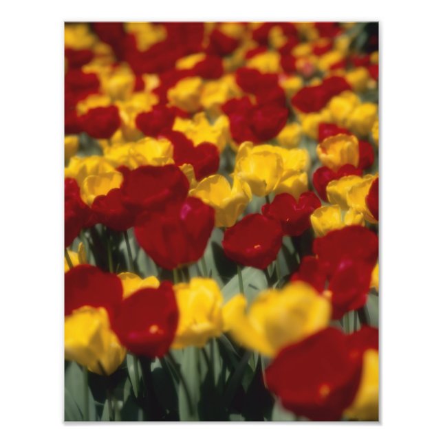 Foto Tulipanes 2 (Frente)