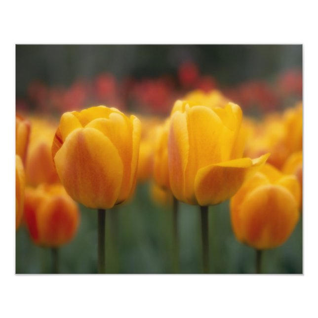 Foto Tulipanes 2 (Frente)