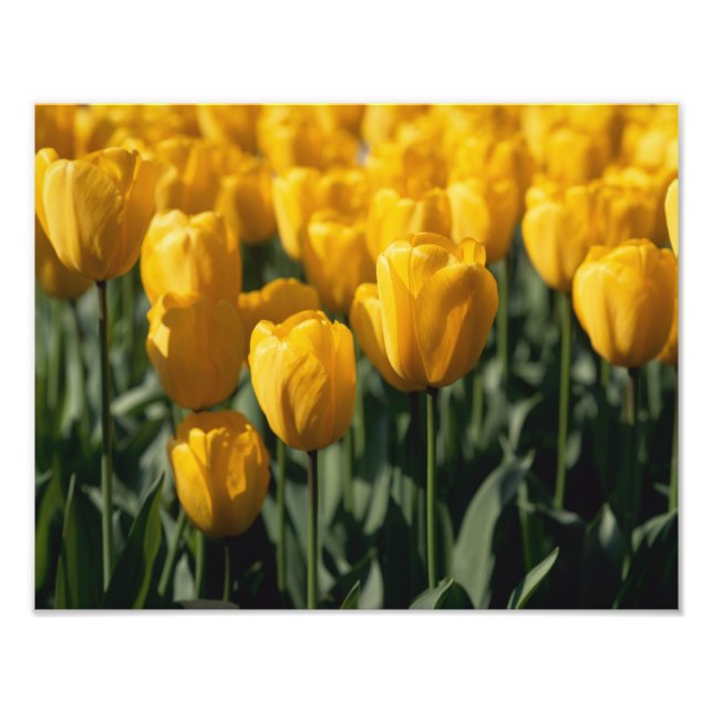 Foto Tulipanes 3 (Frente)