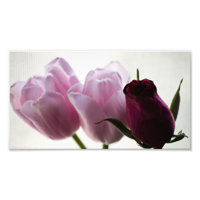 Foto Tulipanes 3258 (Frente)