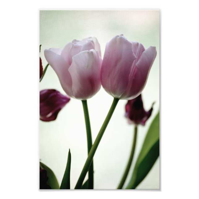 Foto Tulipanes 3259 (Frente)