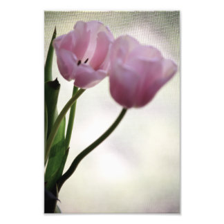 Foto Tulipanes 3265