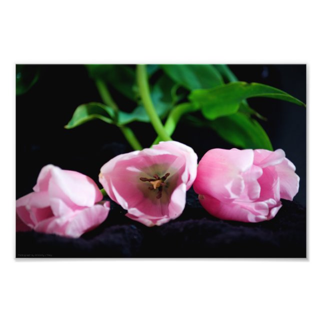 Foto Tulipanes 3273 (Frente)