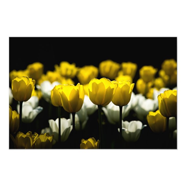 Foto Tulipanes Amarillo Y Blanco (Frente)