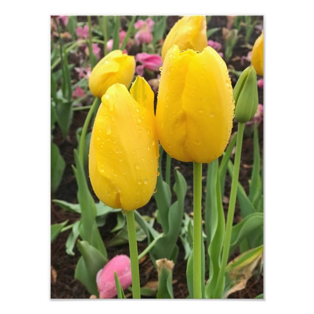 Foto Tulipanes amarillos (Frente)
