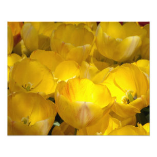 Foto Tulipanes amarillos 20" x 16" impresión de la fot