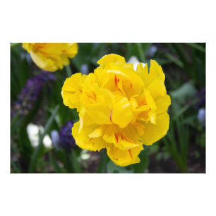 Foto Tulipanes amarillos en el jardín