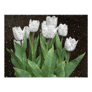 Foto Tulipanes blancos con gotas de lluvia