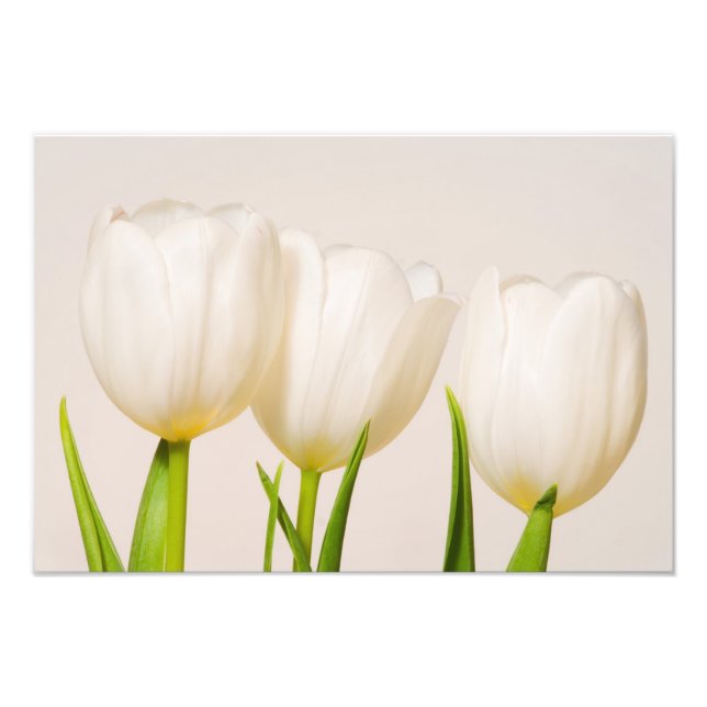 Foto Tulipanes blancos sobre un fondo blanco, (Frente)