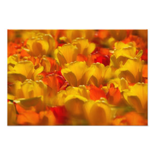 Foto Tulipanes en los jardines de Keukenhof, Ámsterdam,