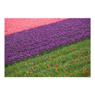 Foto Tulipanes en los jardines de Keukenhof, Ámsterdam,