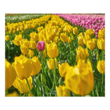 Tulipanes en primavera