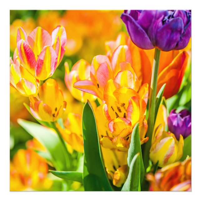 Foto Tulipanes Encantadores 01 (Frente)
