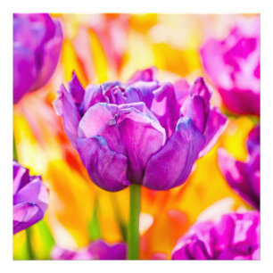 Foto Tulipanes Encantadores 06
