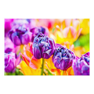 Foto Tulipanes encantadores 14
