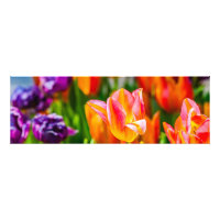 Tulipanes encantadores 17