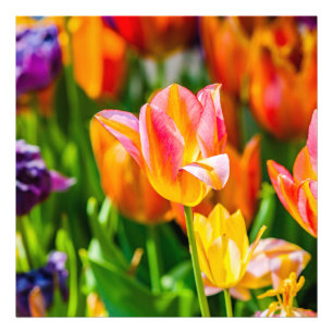 Foto Tulipanes encantadores 17